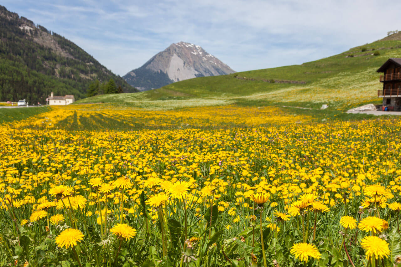 Gelbe Blumenwiese mit Berg dahinter, Grammatik trainieren nach dem Unterricht, Sprachreise in die Alpen.