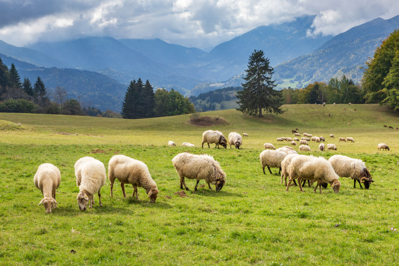 Weidende Schafe vor Bergkulisse, Wortschatz Natur erweitern, Sprachkurs mit Hörverstehen draußen.