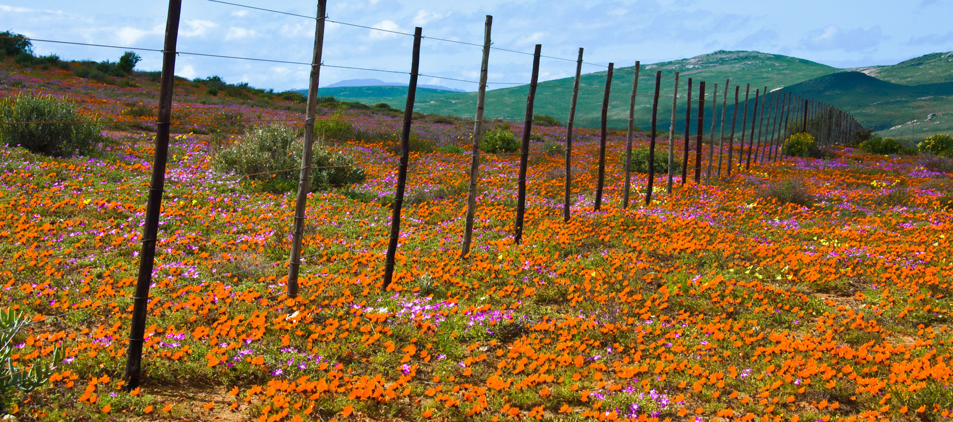 Weites Blumenmeer und sanfte Hügel, Eindrücke sammeln im Sprachkurs.