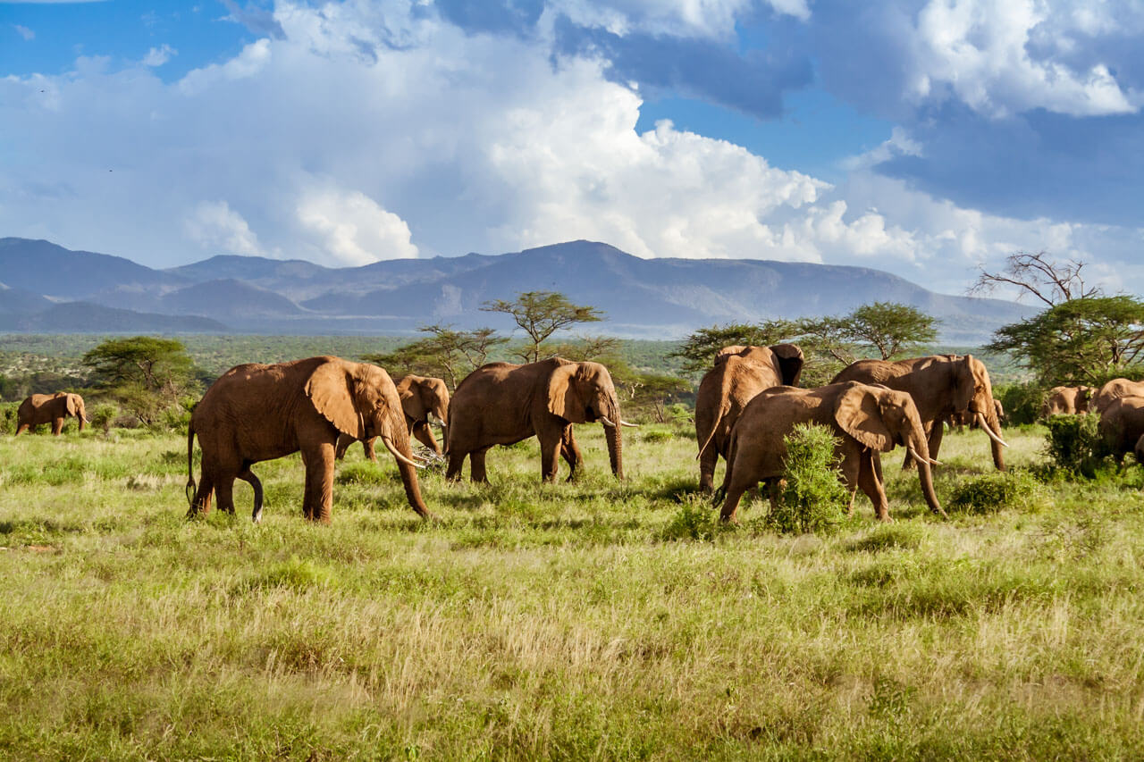 Elefantenherde in der Savanne, Exkursion nach dem Unterricht auf Sprachreise.