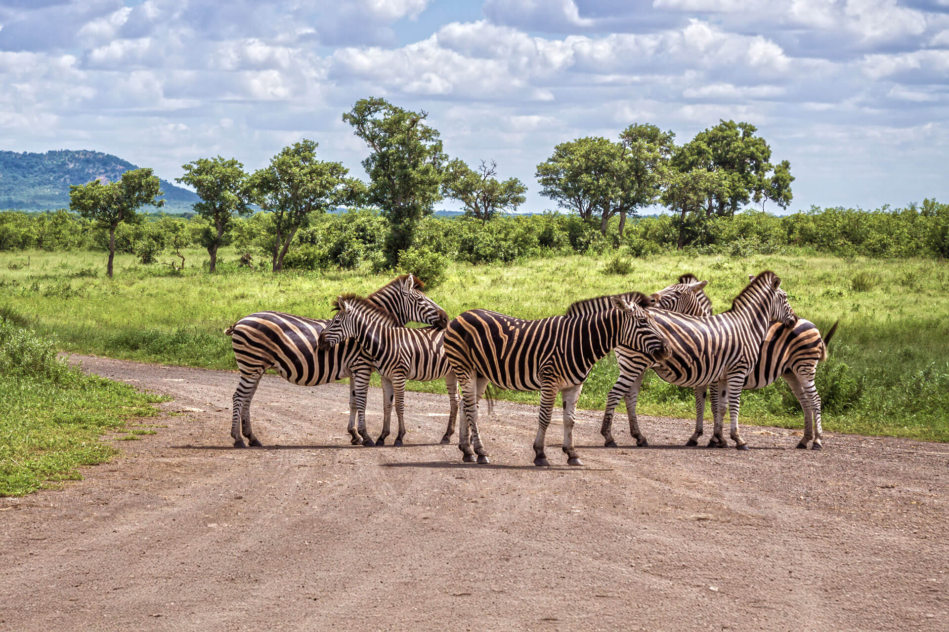 Gruppe Zebras steht auf einer Schotterstraße im Kruger Nationalpark in Südafrika.