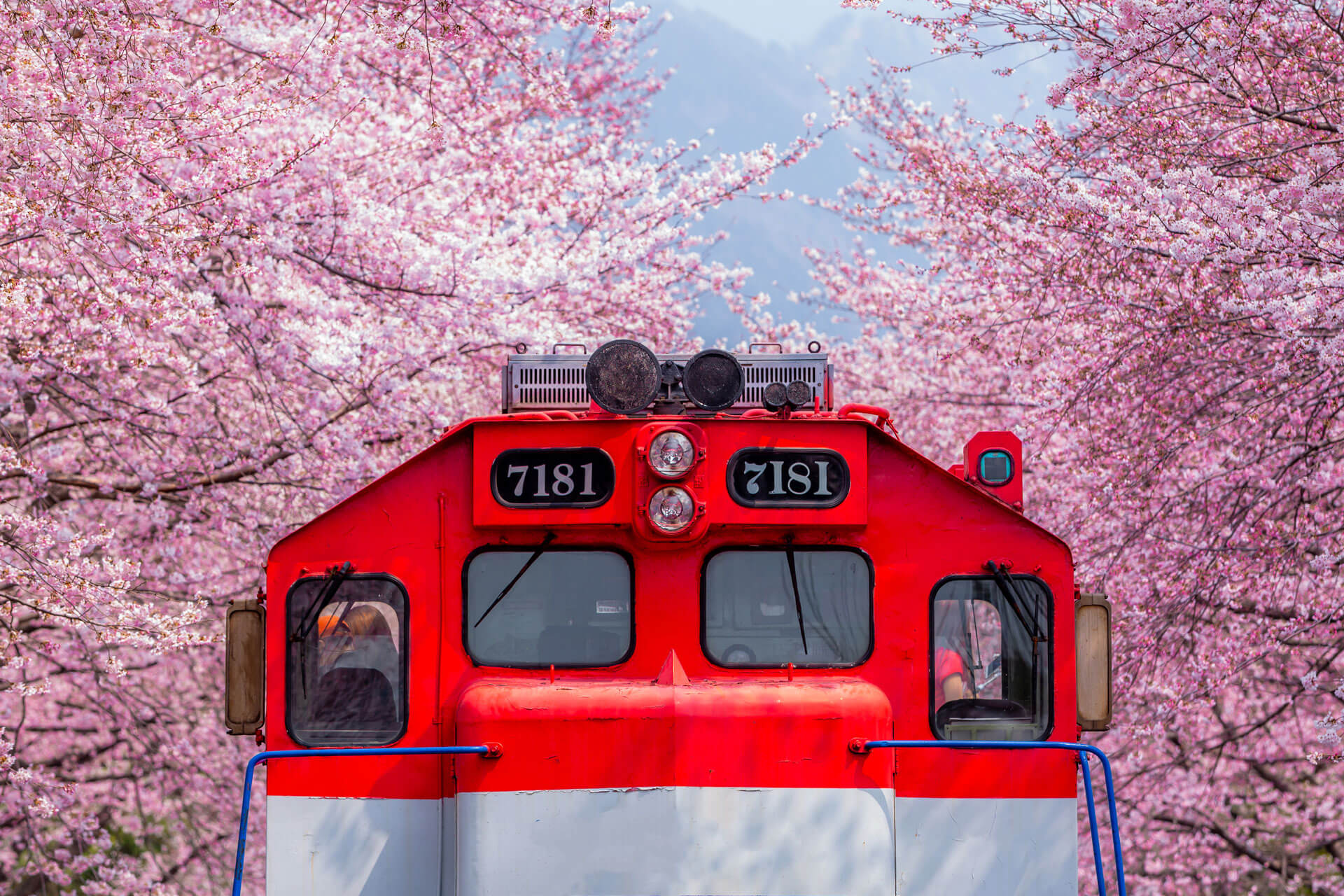 Roter Zug zwischen Kirschblüten Wortschatz zu Natur und Adjektiven üben auf Sprachreise