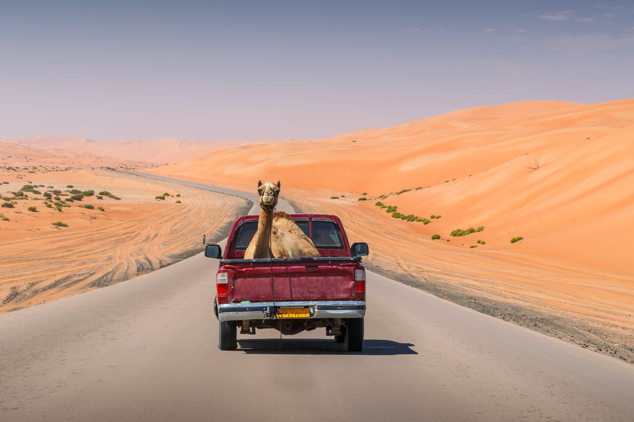 Kamel auf Pickup in der Wüste, Vokabeln üben mit Alltagsszenen.