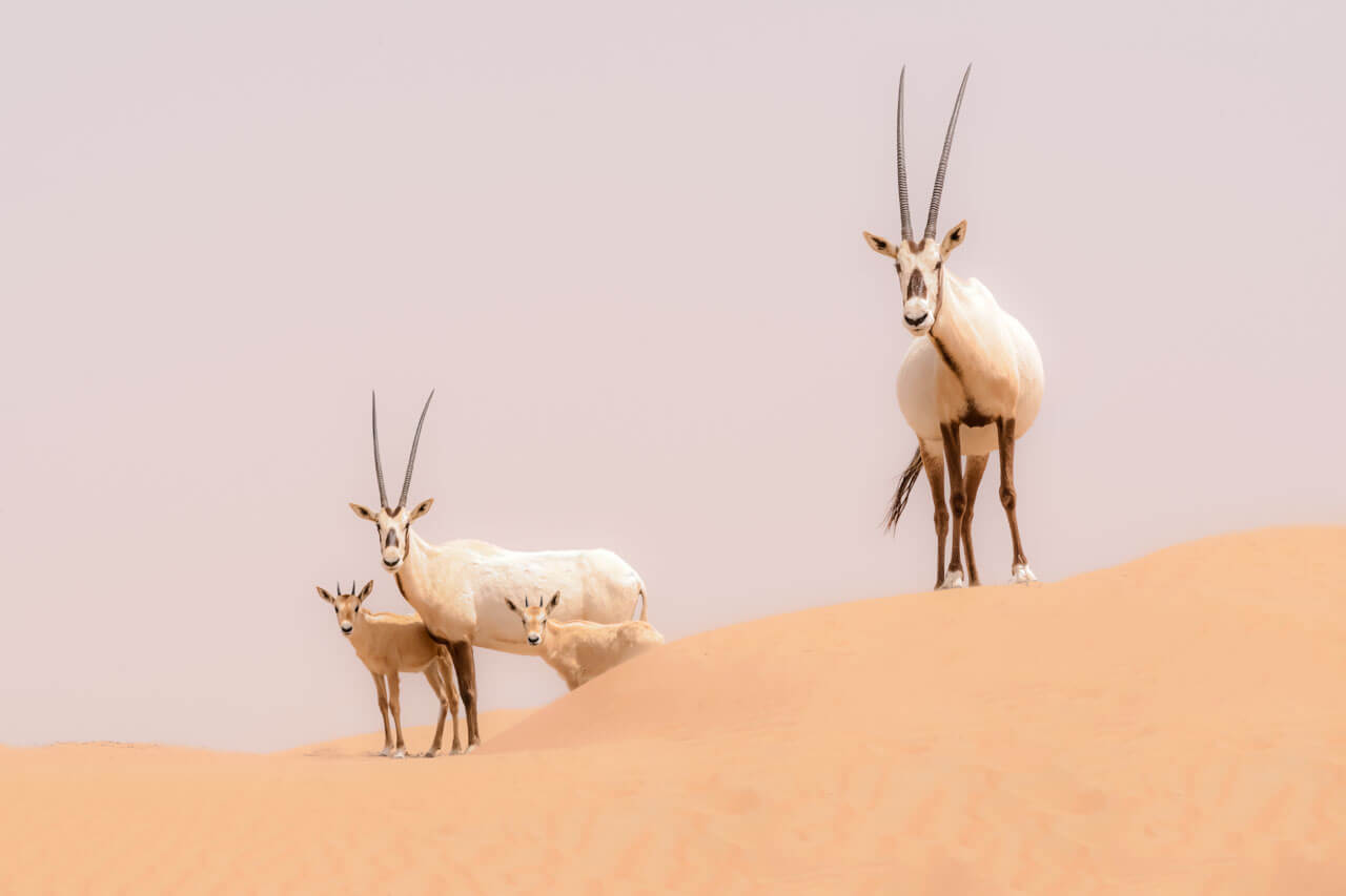 Arabische Oryxantilopen auf Sanddüne, Exkursion nach dem Unterricht.